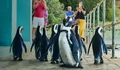 Фоновый кадр с франшизы Город пингвинов