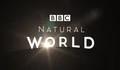 Фоновый кадр с франшизы BBC: Живой мир