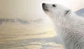 Фоновый кадр с франшизы Полярный медведь