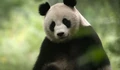 Фоновый кадр с франшизы BBC Китай: Древнее Царство Природы