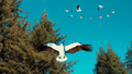 Фоновый кадр с франшизы Птицекалипсис 3: Морской орёл