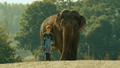 Фоновый кадр с франшизы Слон