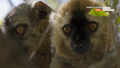 Фоновый кадр с франшизы Мадагаскар: Ящерицы и лемуры