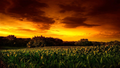 Фоновый кадр с франшизы Дети кукурузы 2: Последняя жертва