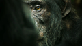 Фоновый кадр с франшизы Империя шимпанзе