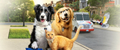 Фоновый кадр с франшизы Кошки против собак 3: Лапы, объединяйтесь