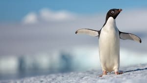 Фоновый кадр с франшизы Пингвины