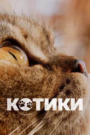 Постер Котики