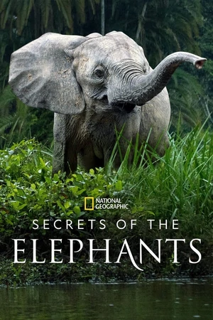 Постер Тайны слонов