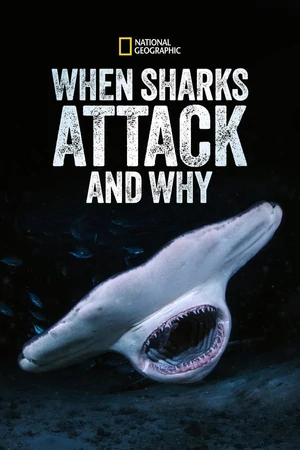 Постер Когда акулы нападают... и почему