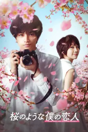 Постер Моя любимая словно цветок сакуры