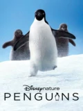 Постер Пингвины