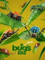 Постер Настоящая жизнь жука